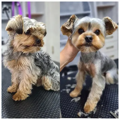 Hot Dogs Spa - Salon Psiej Urody Rogów